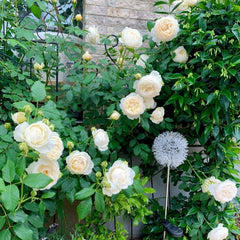 Claire Austin Rose Plant|克莱尔奥斯汀 image 2