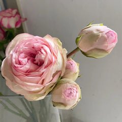 Bridal Piano Rose Plant|新娘钢琴 image 2