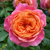 JuZi Rose Plant-橘子 image 0