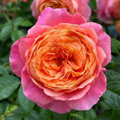 JuZi Rose Plant-橘子 image 0
