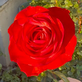 Bromo Rose Plant|布罗莫 image 0