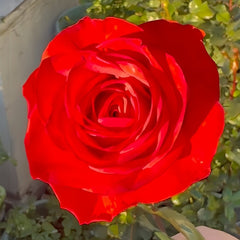 Bromo Rose Plant|布罗莫 image 0