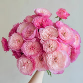 Constance Rose Plant | 康斯坦茨 image 0