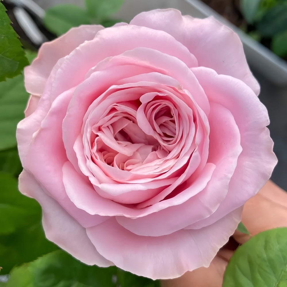 All four boughet Rose Plant|四花 image 0