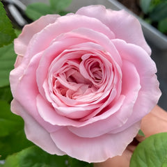 All four boughet Rose Plant|四花 image 0