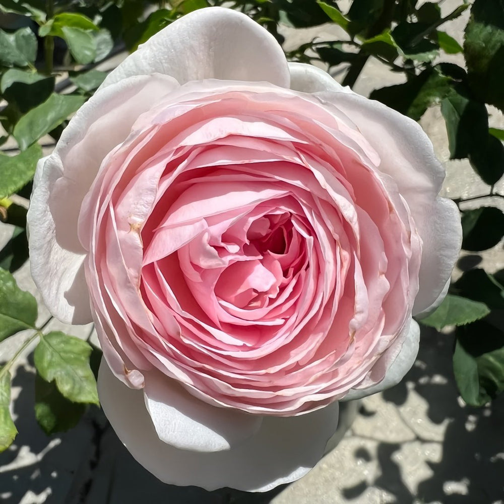 Geoff Hamilton Rose Plant|杰夫汉密尔顿 image 0