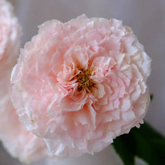 Tsumugi-Hirari Rose Plant|紬-曼舞 image 0