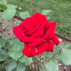Rouge Pivoine Rose Plant|红牡丹 image 1