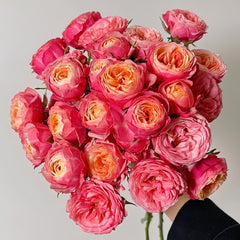 Bico Baby Romantica Rose Plant|浪漫比克 image 0