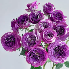 Scented Jewel Rose Plant|芬芳宝石 image 2
