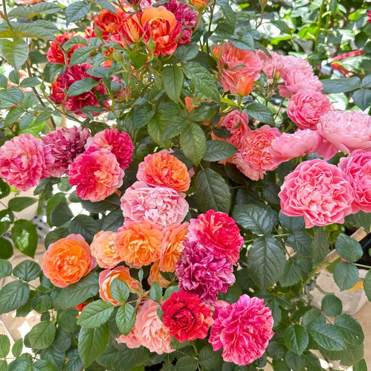 Fall Rose Pruning Guide: When and How to Prune Roses for Healthy Growth