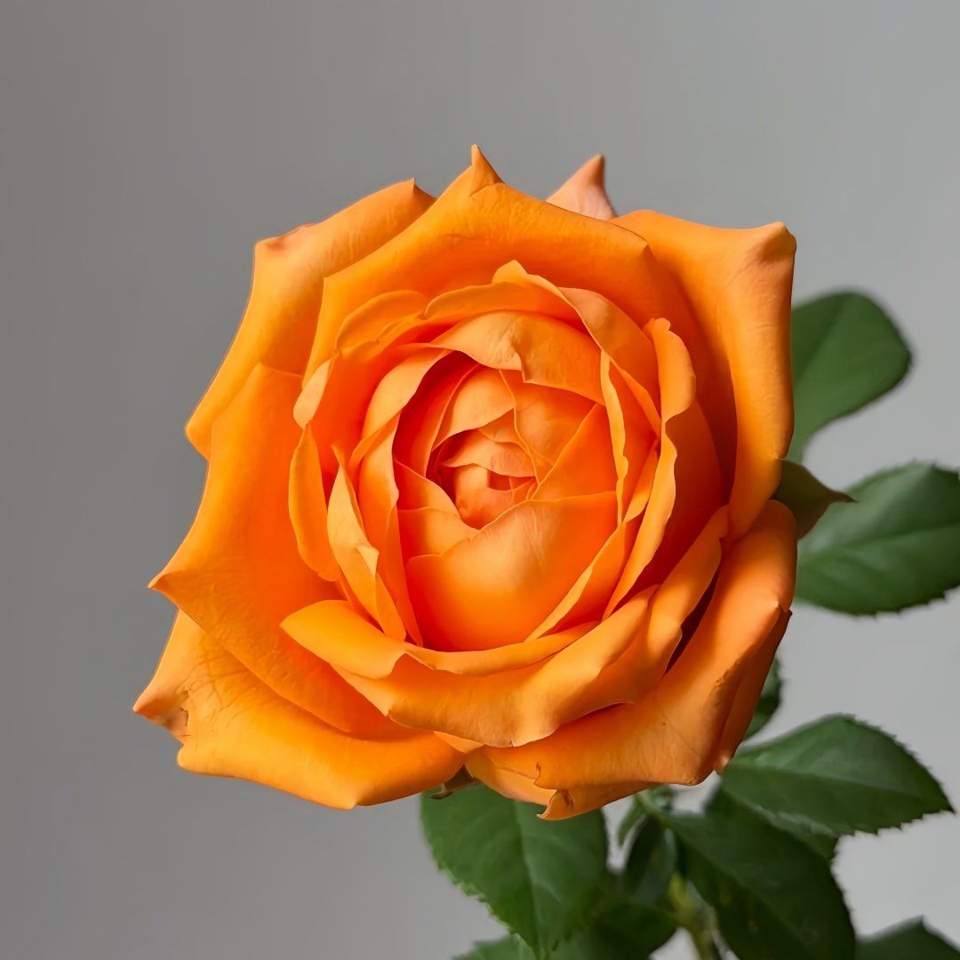Kings Day Rose Plant｜国王日 image 3