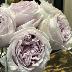Shades of Grey Rose Plant| 灰色阴影 image 2