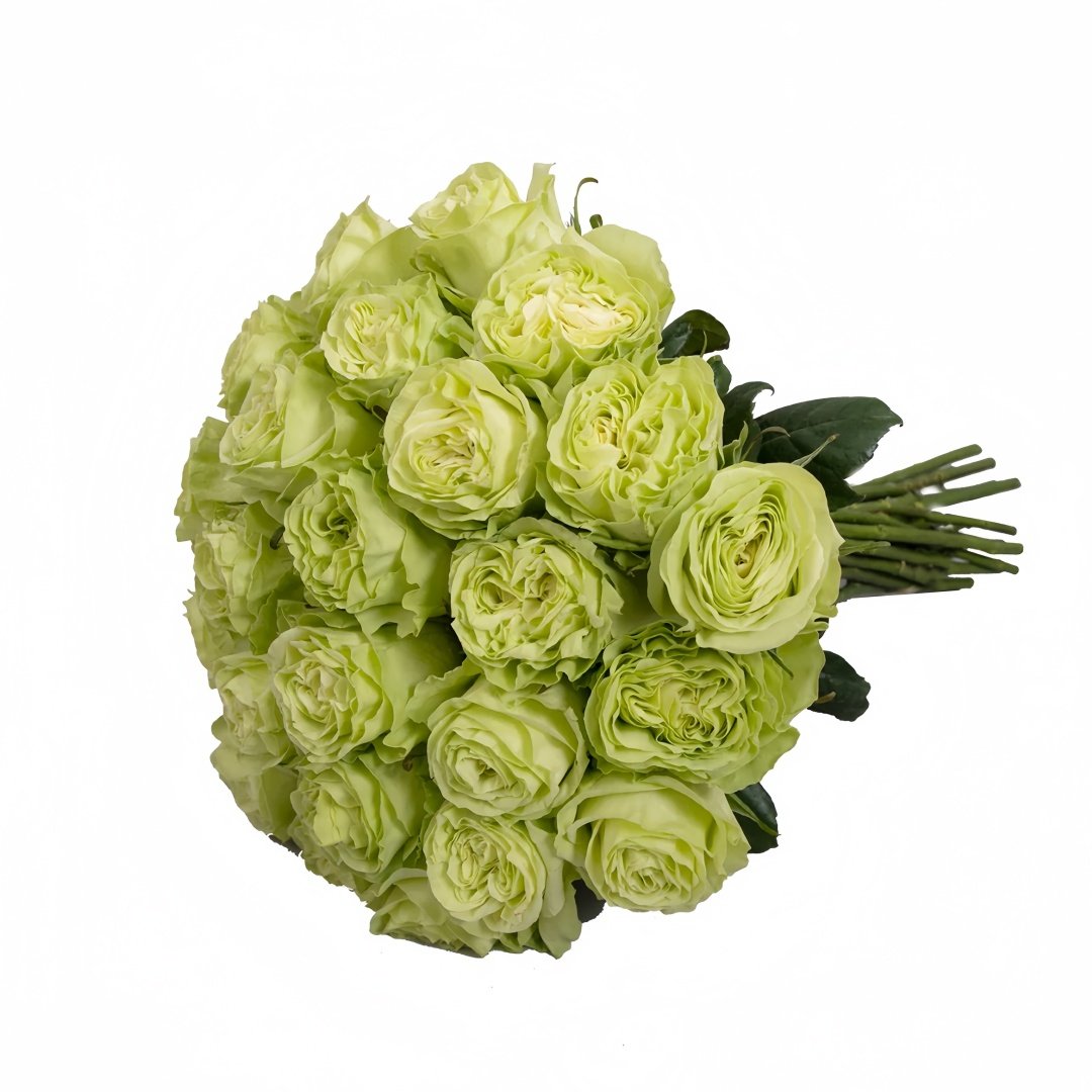 Wasabi Rose Plant｜芥末 image 4