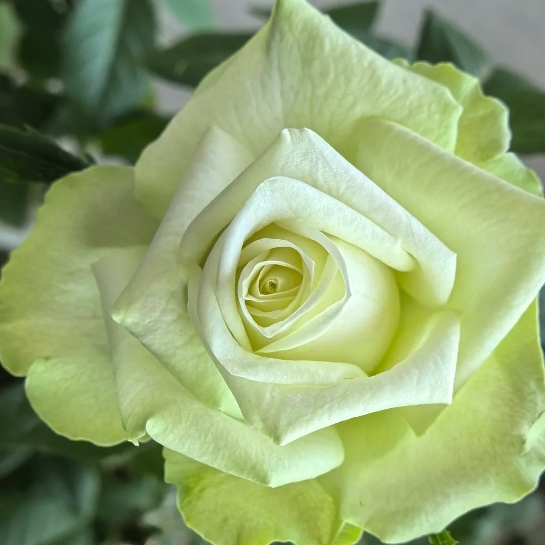 Mint Tea Rose Plant | 薄荷茶 image 1