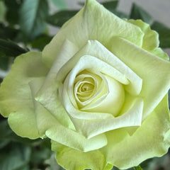 Mint Tea Rose Plant | 薄荷茶 image 1