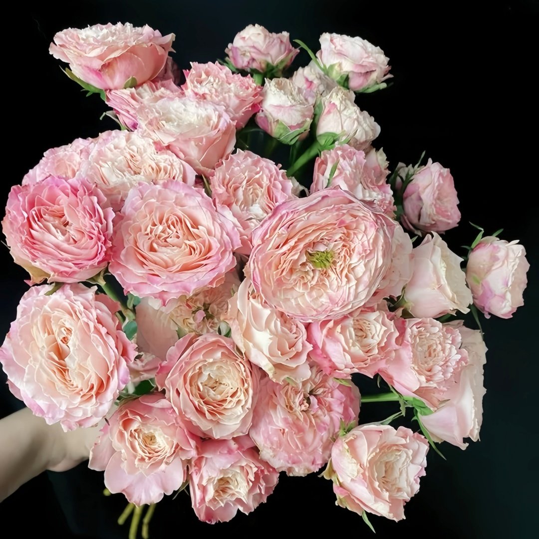 Taolesi Rose Plant|桃乐丝 image 8