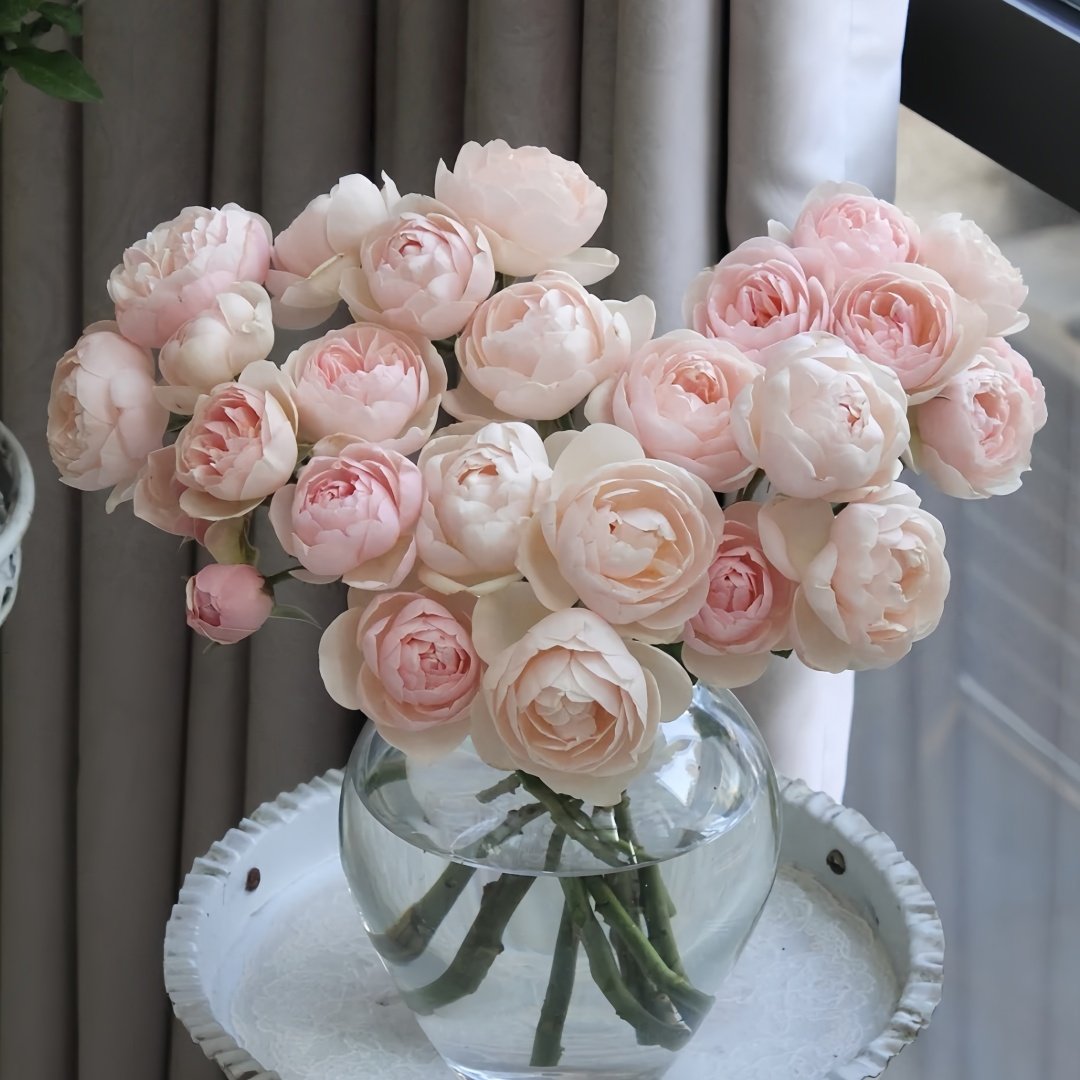 Vichy Rose Plant｜维希 image 7