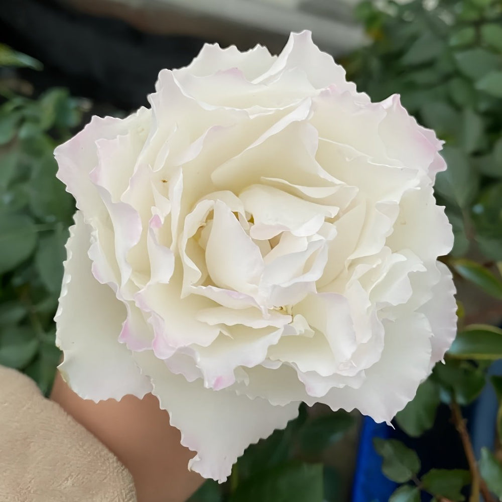 Le Blanc Rose Plant|乐柏/勒布朗 image 2