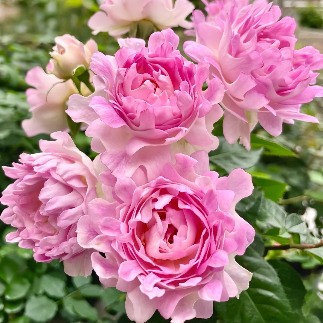Sea Anemone Rose Plant | 海葵 image 9