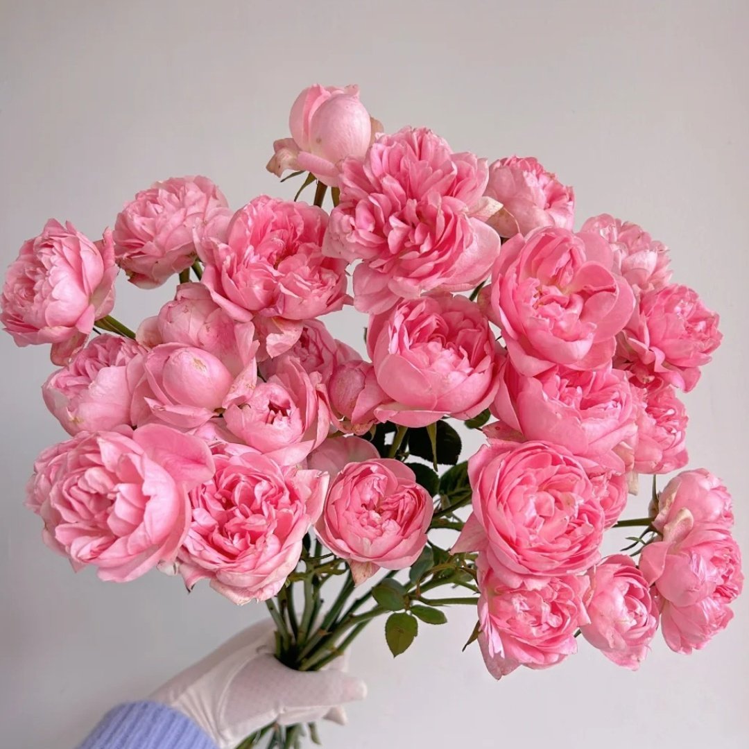 Midnight Seven Star Rose Plant｜午夜七星 image 6
