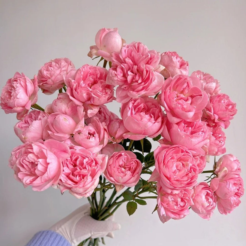 Midnight Seven Star Rose Plant｜午夜七星 image 6