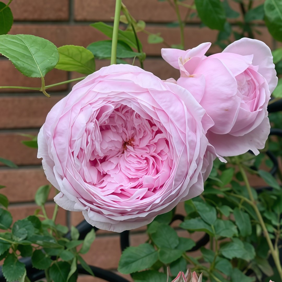 Spirit of Freedom Rose Plant｜自由精神 image 3