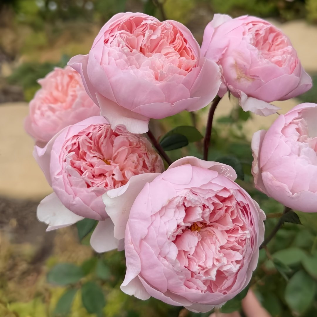 The Alnwick Rose Plant｜安妮克城堡 image 3