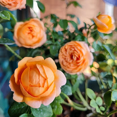 Yuge Rose Plant｜渔歌 image 3