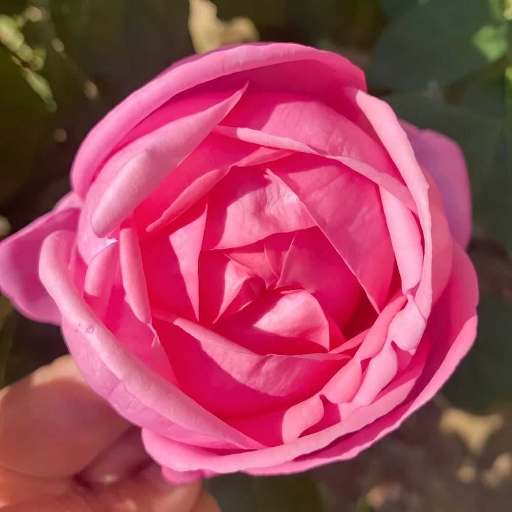 Desirée Rose Plant ｜德西里 image 1