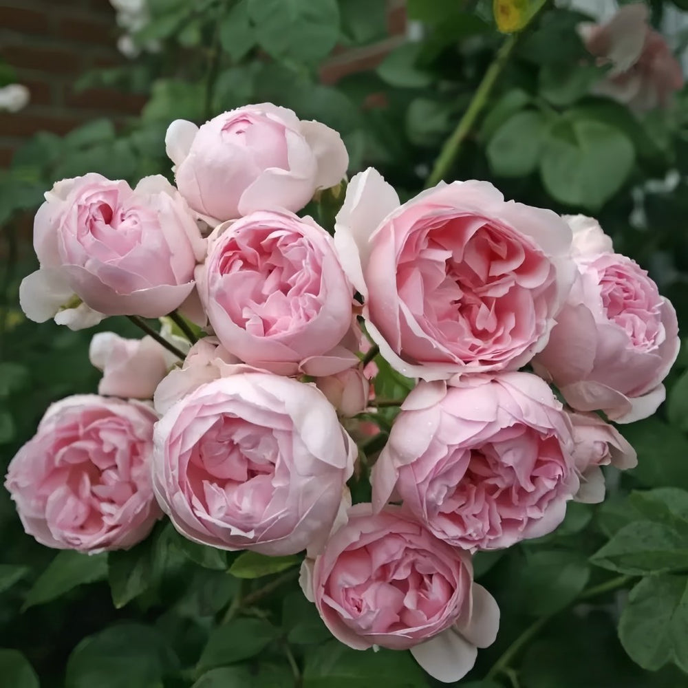 Cinderella Rose Plant|灰姑娘 image 6