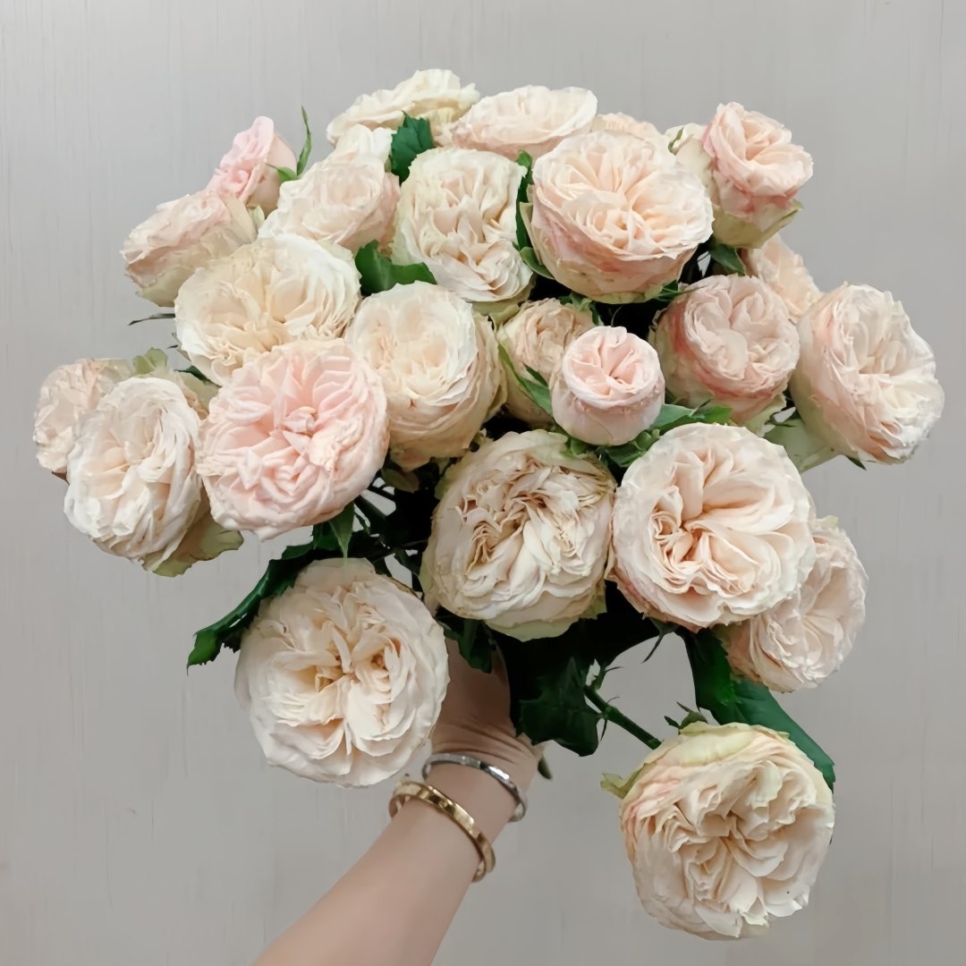 Gentle Trendsetter Rose Plant | 温柔宝藏 image 0