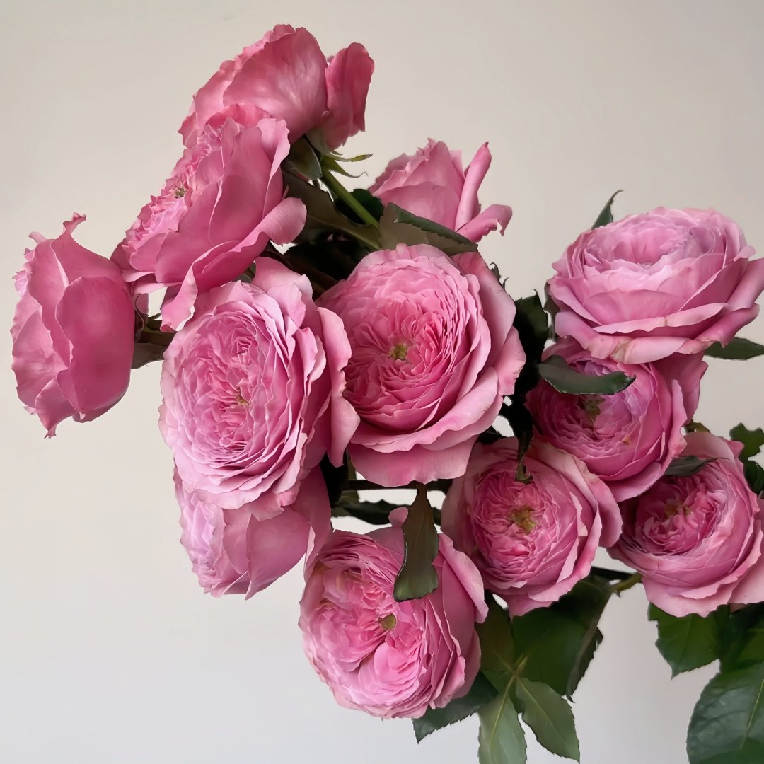 Peonikiss Rose Plant｜牡丹之吻 image 6