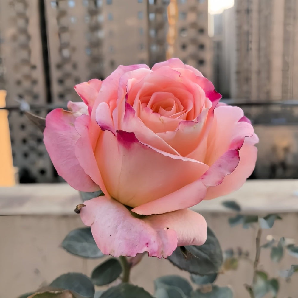 Yanluo Rose Plant|烟罗 image 5