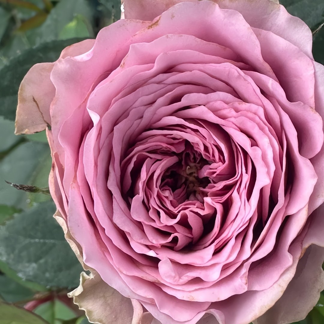 Smokey Eyes Rose Plant|烟熏眼妆 image 1