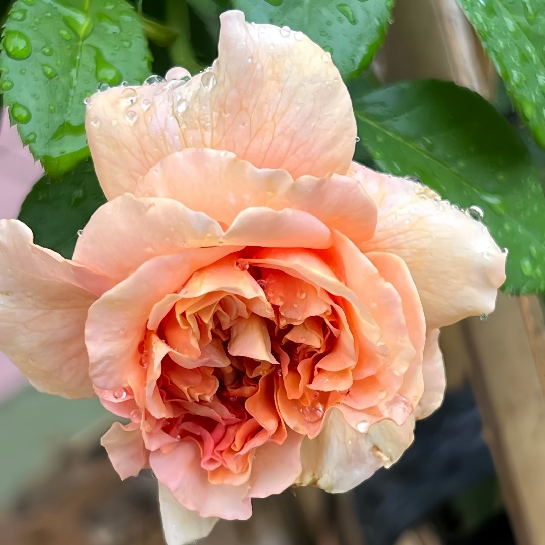 Belle d’Anjou Rose Plant｜安茹美人 image 7