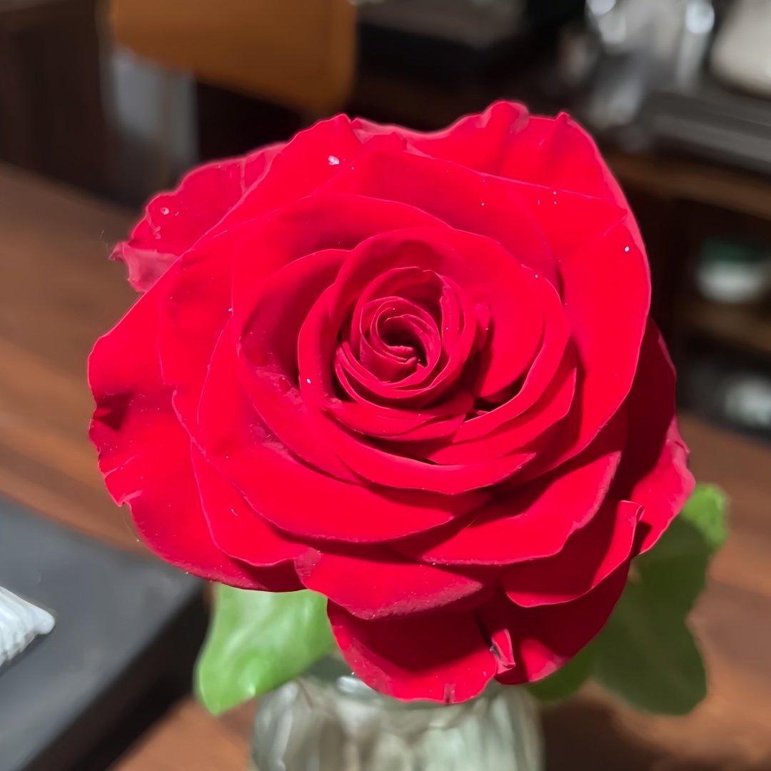 Carola Rose Plant｜卡罗拉 image 0