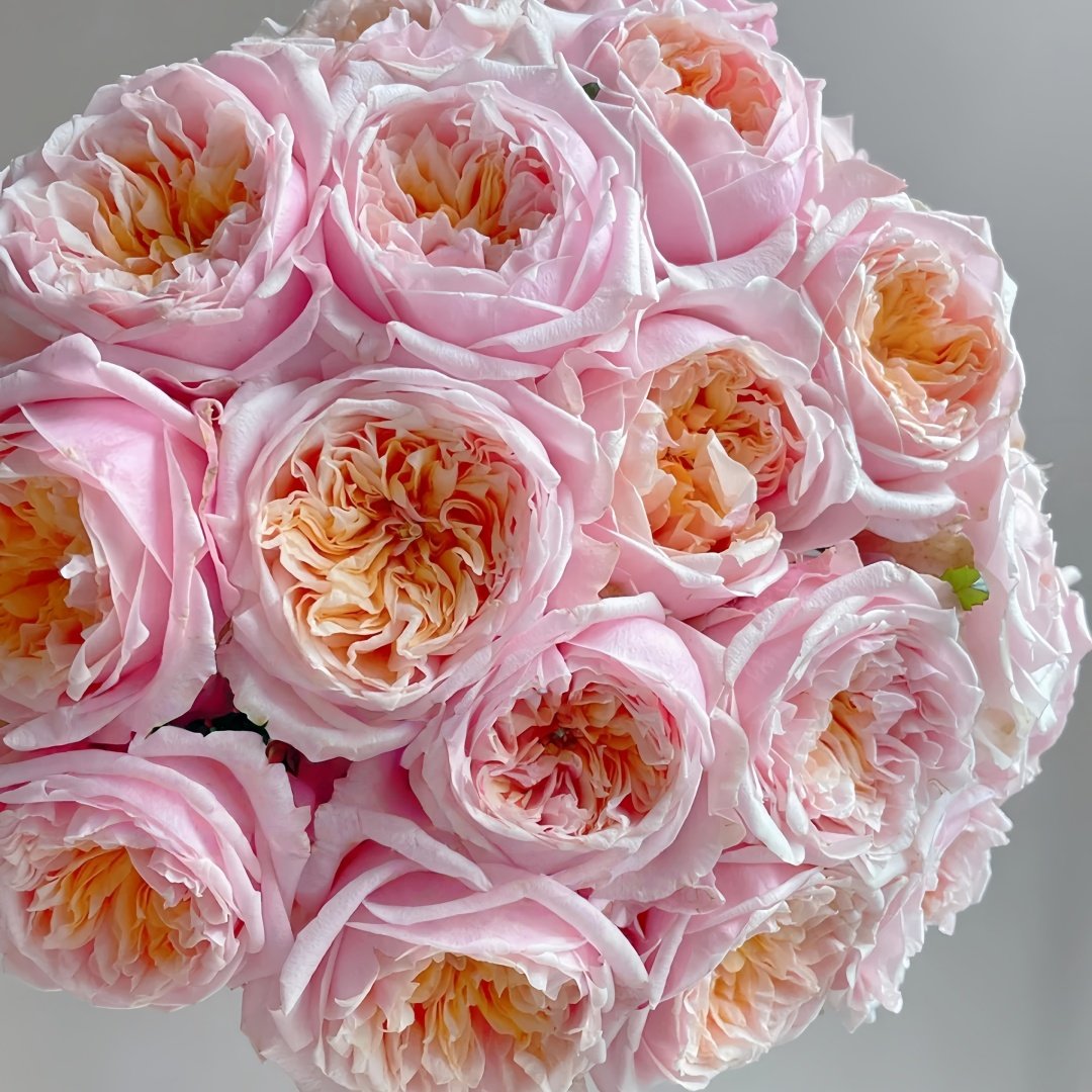 Notting Hill Rose Plant|诺丁山 image 9