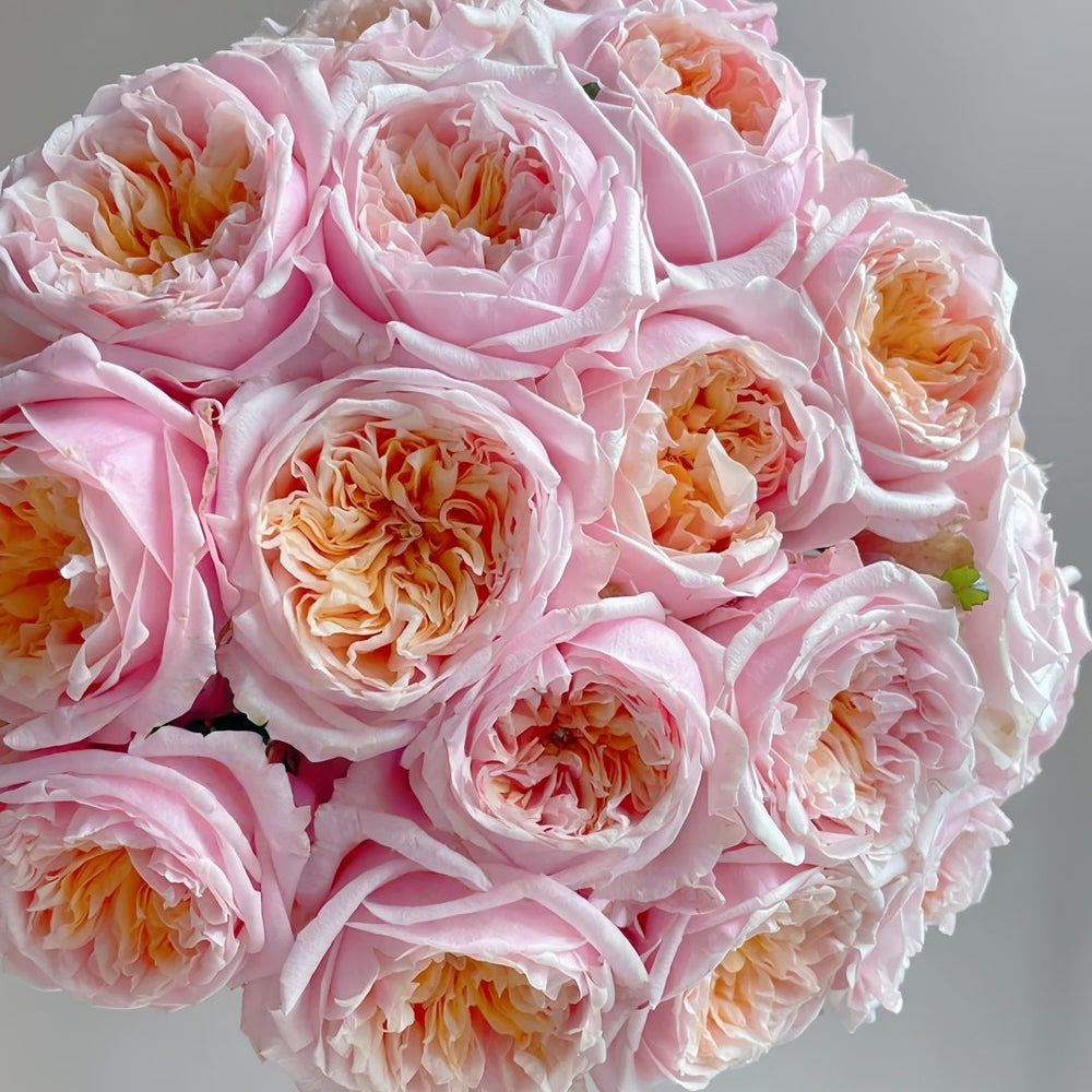 Notting Hill Rose Plant|诺丁山 image 9