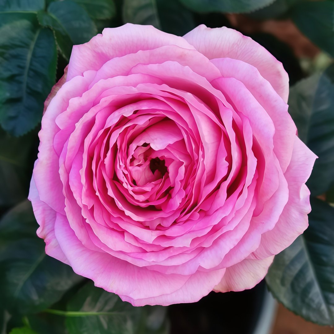 Lavender Lace Rose Plant | 薰衣草蕾丝 image 0