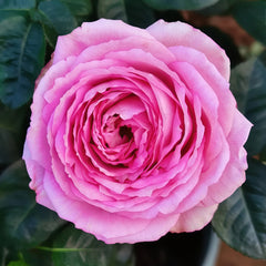 Lavender Lace Rose Plant | 薰衣草蕾丝 image 0