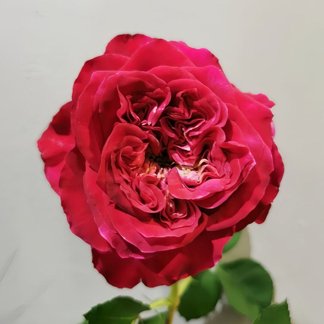 Sheffield Park Rose Plant|谢菲尔德公园 image 1