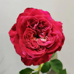 Sheffield Park Rose Plant|谢菲尔德公园 image 1