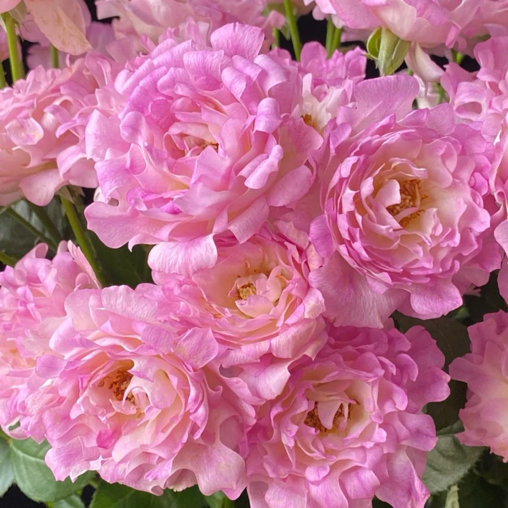 Maria Callas Rose Plant | 苏芬/海葵宝宝 image 7