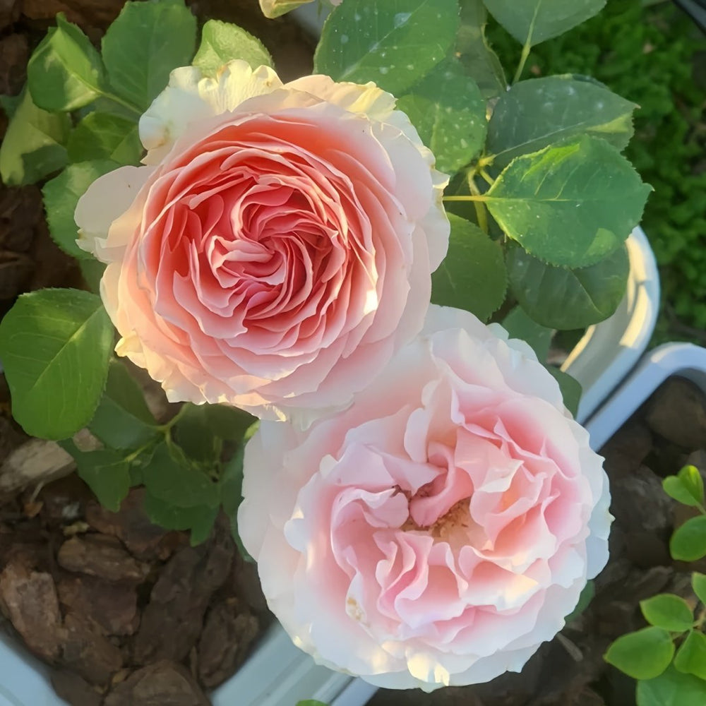 Parle moi Rose Plant｜侧耳倾听 image 6