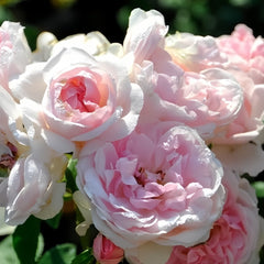 Cinderella Rose Plant|灰姑娘 image 1