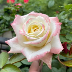 Athena Rose Plant|雅典娜 image 0