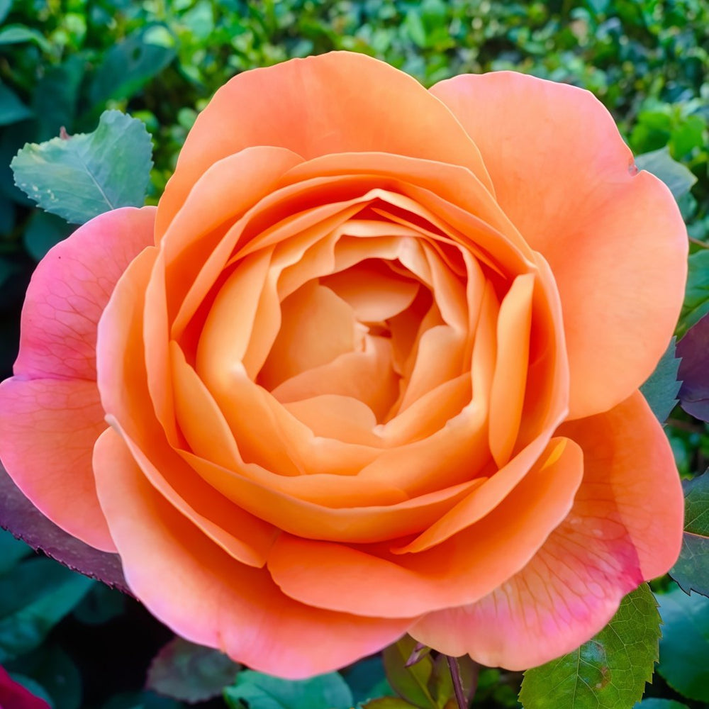 Lady Emma Hamilton Rose Plant｜艾玛·汉密尔顿夫人 image 1