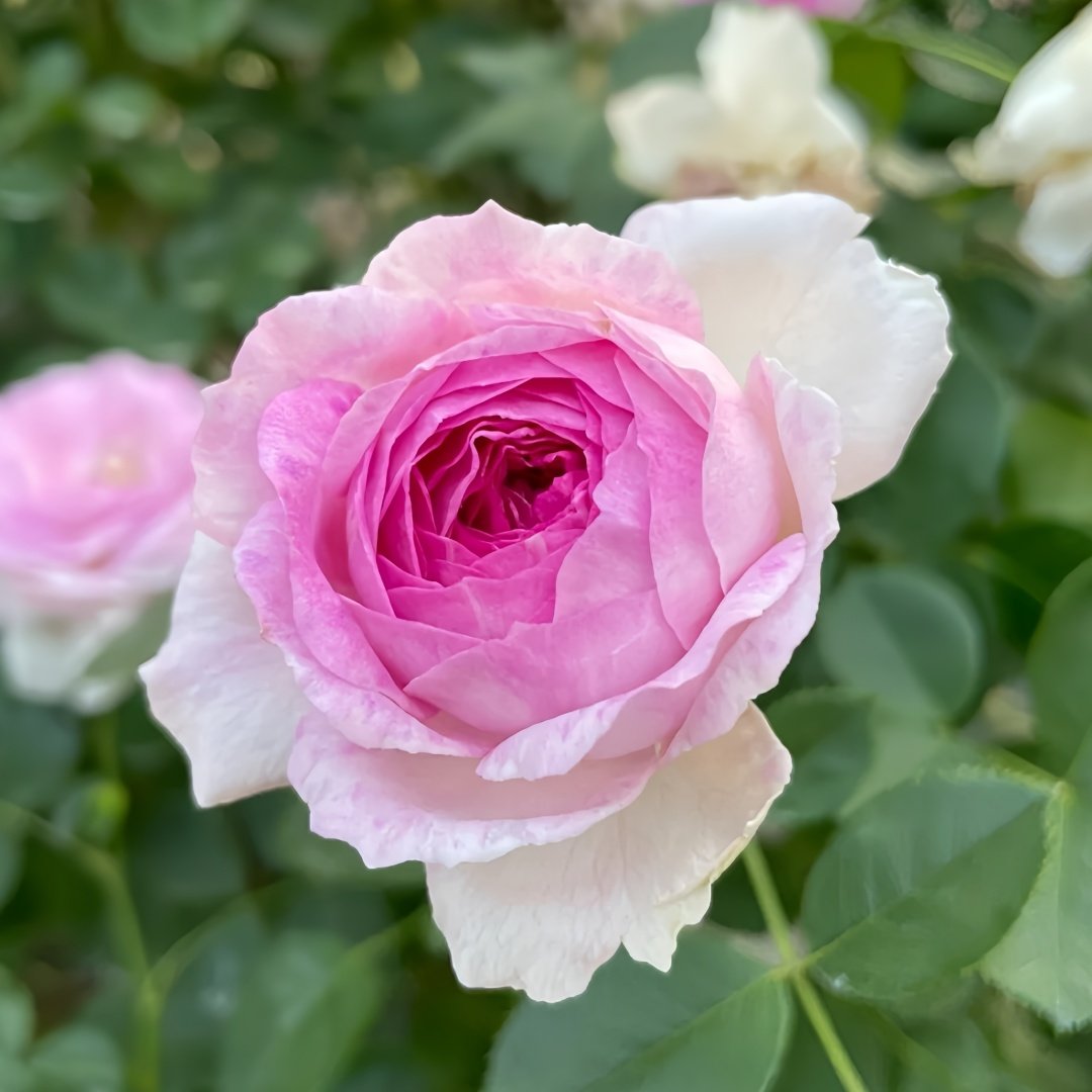 Vesalius Rose Plant｜维萨里 image 3