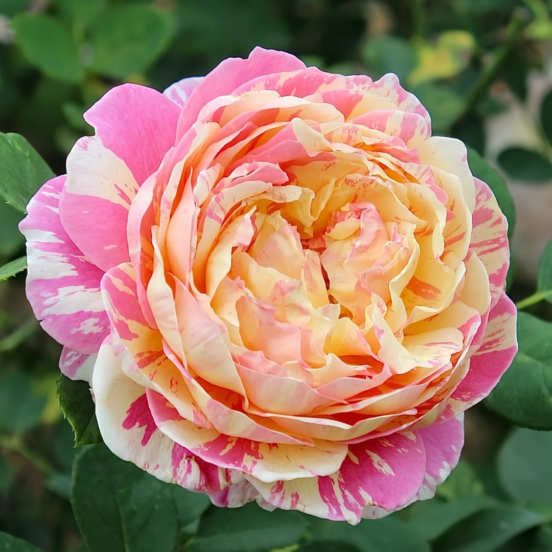 Claude Monet Rose Plant｜莫奈 image 2